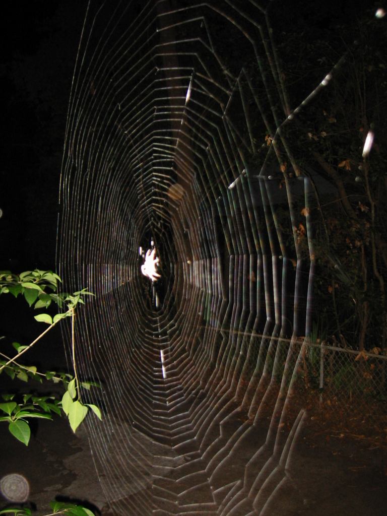 * Image 1