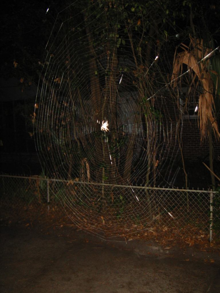 * Image 4