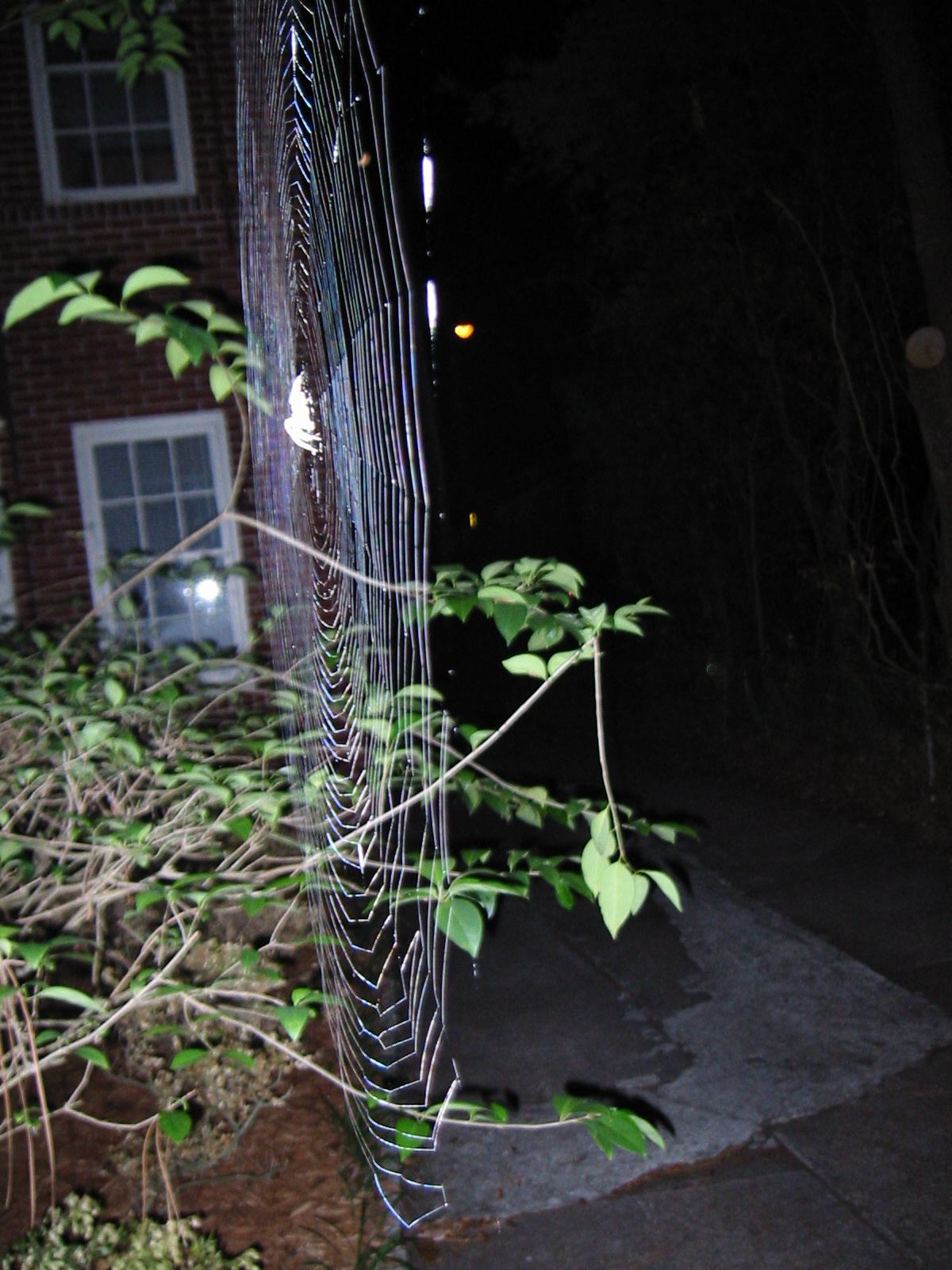 * Image 2