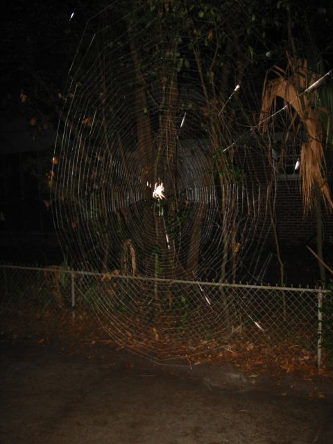 * Image 4
