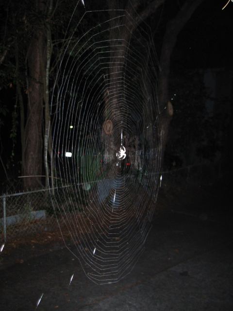 * Image 5