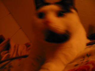 * Image 37