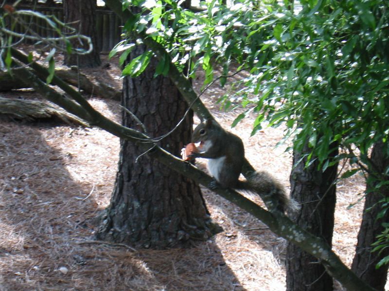 * Image 54