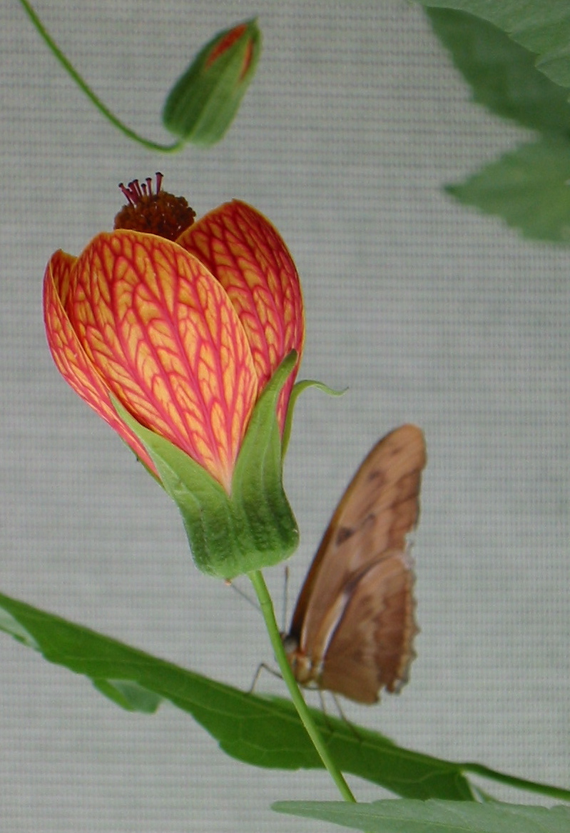 * Image 33