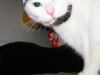 catnip messy meatloaf.jpg - 2003:04:14 19:59:06