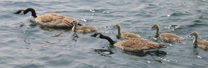 * Image 4