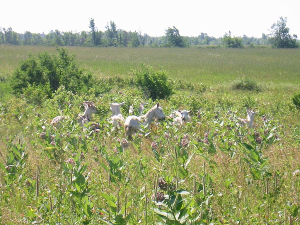 * Image 4
