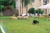 6424590-R1-011-4.jpg - 