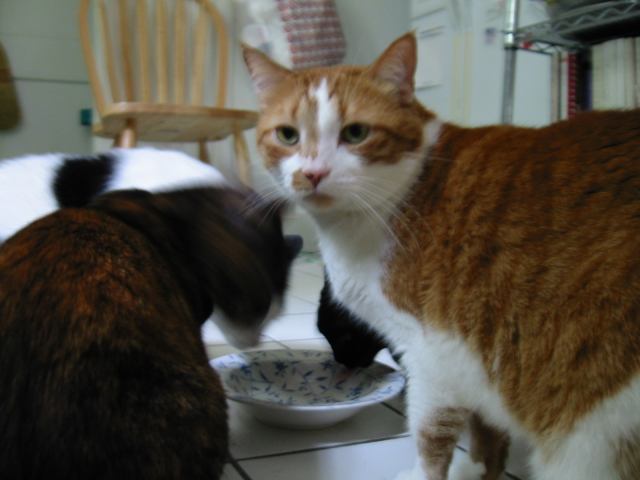 * Image 5